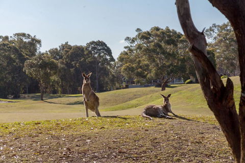 Horizons Retreat & Golf, Villa 133 - Tourism Canberra 18