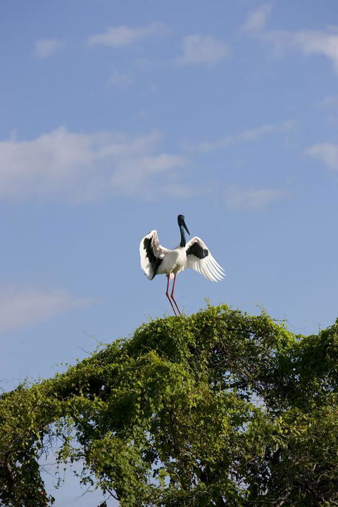 Mercure Kakadu Crocodile - Tourism Canberra 34