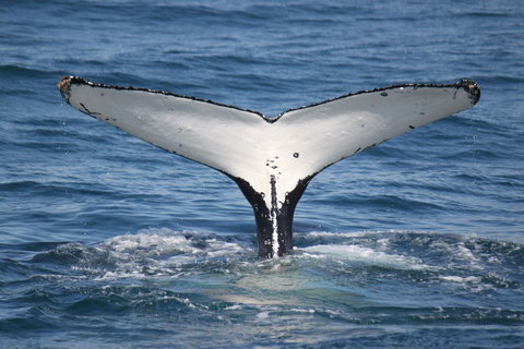 Ingenia Holidays Eden Beachfront - Tourism Canberra 37