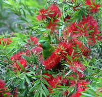 Bottlebrush B  B - Tourism Canberra