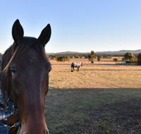 Clydesdale Cottage on Talga with real Clydesdale Horses - Tourism Canberra