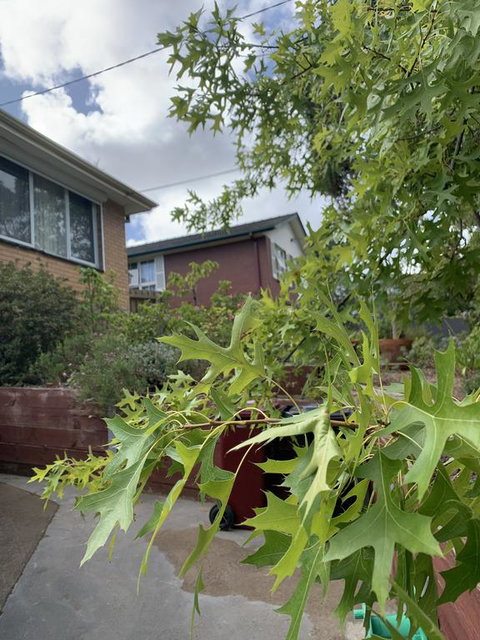Comfortable Homestay - Tourism Canberra 1