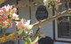 Coonawarra's Pyrus Cottage - thumb 3