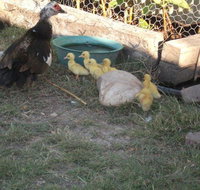 Corella Creek Country Farm Stay - Tourism Canberra