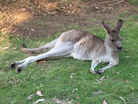 Eden Golf View Motel - Tourism Canberra 2