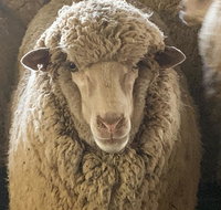 Mascot Cottage - Pet Friendly and Complimentary Breakfast Hamper - Tourism Canberra