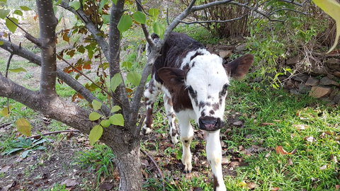Mimirosa Bush Cabin - Tourism Canberra 3