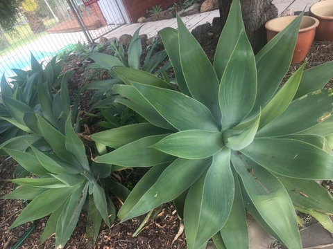 Motel Wingrove - Tourism Canberra 2