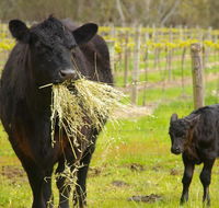 Naimanya Cottage - Tourism Canberra