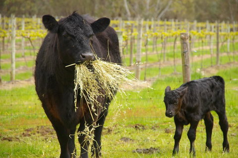 Naimanya Cottage - Tourism Canberra 0