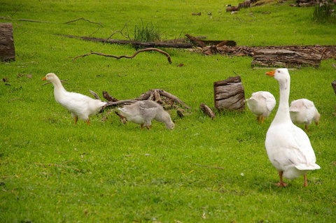 Naimanya Cottage - Tourism Canberra 3