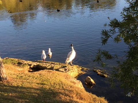 Lakeside Views - Tourism Canberra 19
