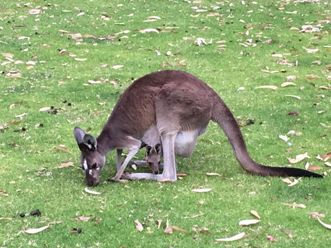 Tegwan's Nest Holiday Home - Tourism Canberra 1