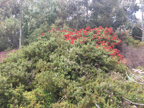 Tegwan's Nest Holiday Home - Tourism Canberra 42