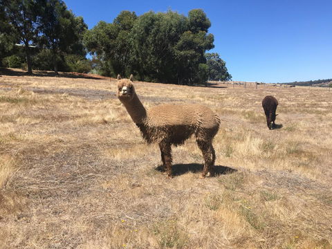 Tegwan's Nest Holiday Home - Tourism Canberra 21