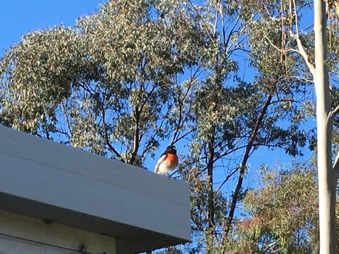 Applegate Lane Chalet - Tourism Canberra 27