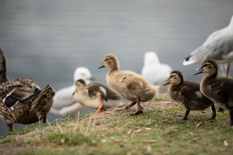Wrest Point - Tourism Canberra 8