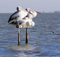 Pelican Perch Retreat - Tourism Canberra