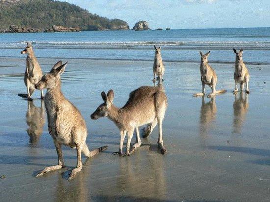 Yalboroo QLD Tourism Canberra