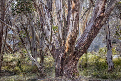 Snowgums 07 - Tourism Canberra 3