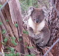 Stringybark Hills Retreat