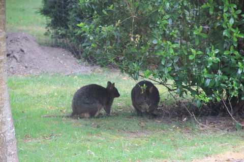 Tamar Valley Farm Stay - Tourism Canberra 1