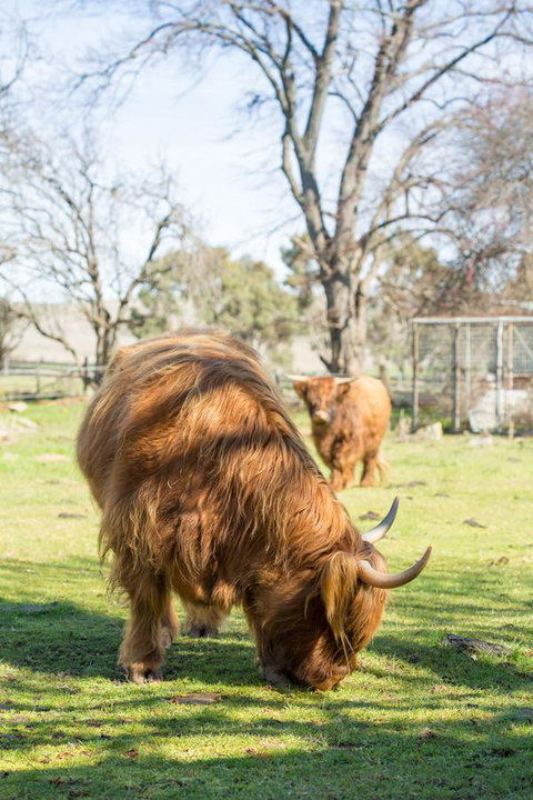 Ratho Farm - Tourism Canberra 4