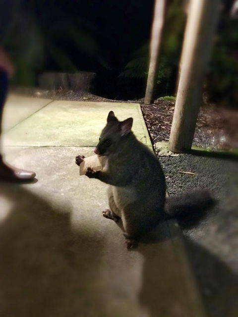 Lemonthyme Wilderness Retreat - Tourism Canberra 34