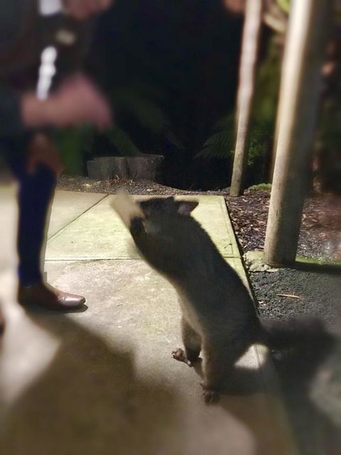 Lemonthyme Wilderness Retreat - Tourism Canberra 35