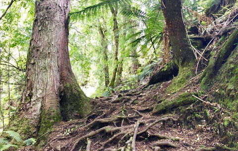 Lemonthyme Wilderness Retreat - Tourism Canberra 23