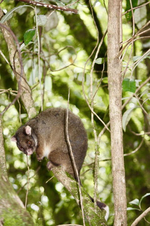 Lemonthyme Wilderness Retreat - Tourism Canberra 26