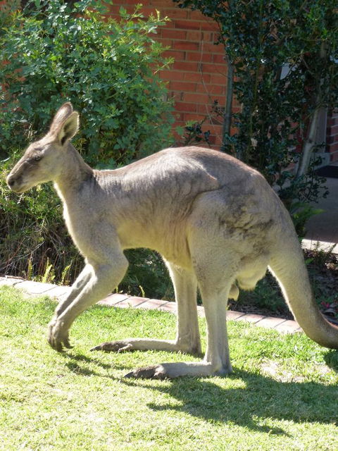 The Grampians Motel - Tourism Canberra 3