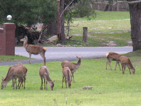 The Grampians Motel - Tourism Canberra 23