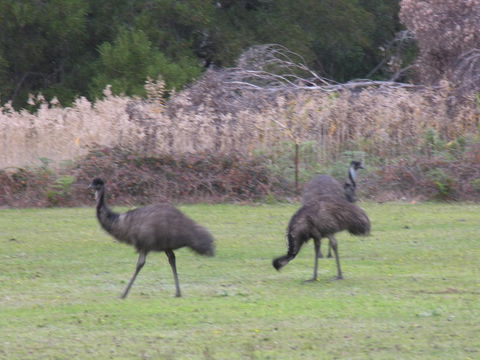 The Grampians Motel - Tourism Canberra 22