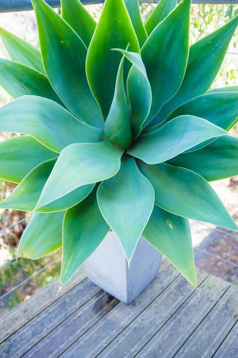 Ocean View Treetops Retreat - Tourism Canberra 10