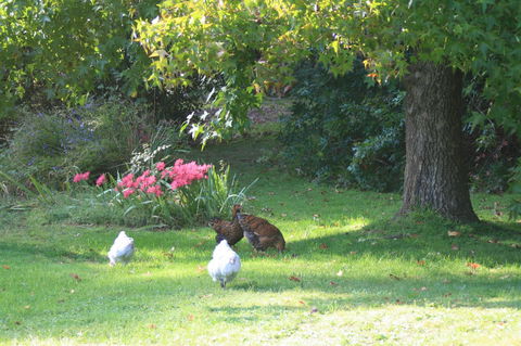 Strathmore Farm B&B - Tourism Canberra 23