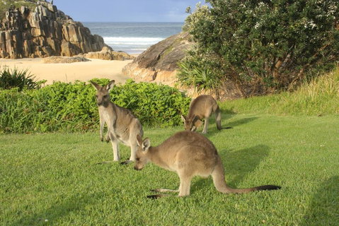 The Carrai - Tourism Canberra 2