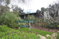 The Fig Tree BB
