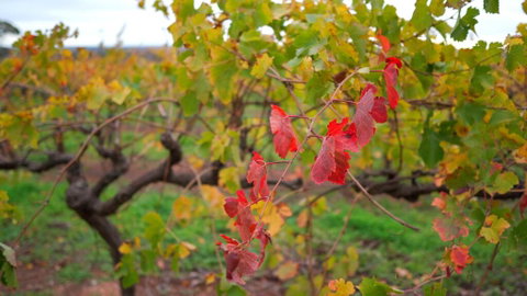 Triple Creek Guest House - Barossa Region - Tourism Canberra 3