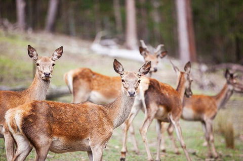 Villa Cervi Property - Tourism Canberra 0