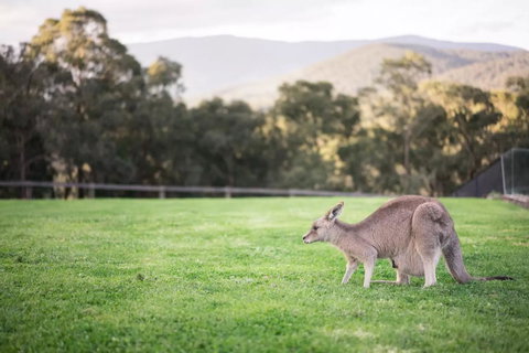 Kangaroo Manor - Tourism Canberra 29