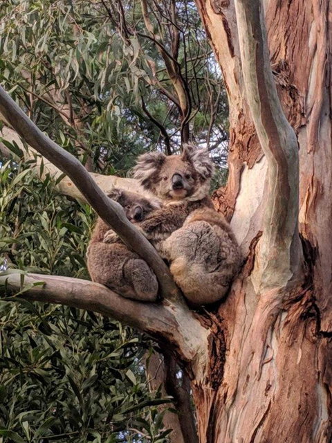 Kangaroo Manor - Tourism Canberra 9