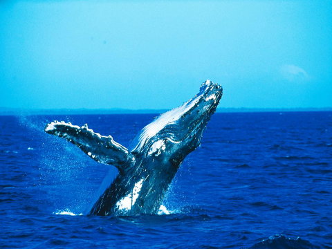 La Mer Sunshine Beachfront - Tourism Canberra 19