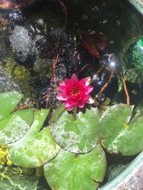 Bed & Breakfast 1 Bedroom Guest House - Tourism Canberra 42