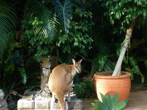 Bluewater Bed & Breakfast Cairns - Tourism Canberra 22