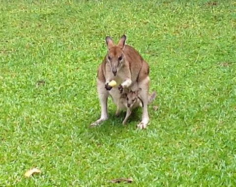 Bluewater Bed & Breakfast Cairns - Tourism Canberra 6