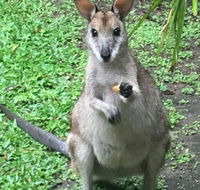 Bluewater Bed  Breakfast Cairns - Tourism Canberra