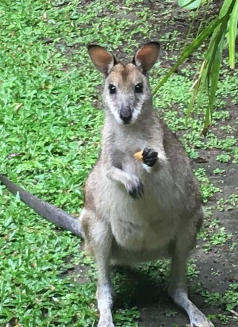 Bluewater Bed & Breakfast Cairns - Tourism Canberra 0