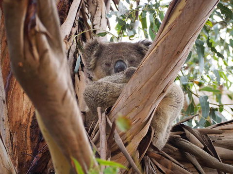 WHITE SHELLS HOLIDAY RENTAL - Tourism Canberra 1