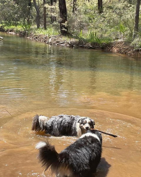 A Paradise For Dogs And A Magical Retreat For Hoomans - Tourism Canberra 2